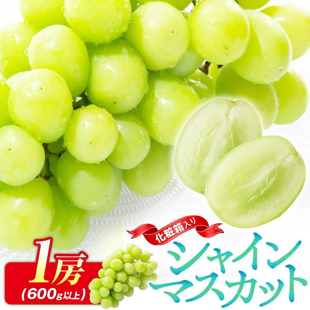 シャインマスカット 化粧箱 1房 ( 600g以上 ) 【2026-8月下旬～2026-9月下旬配送】