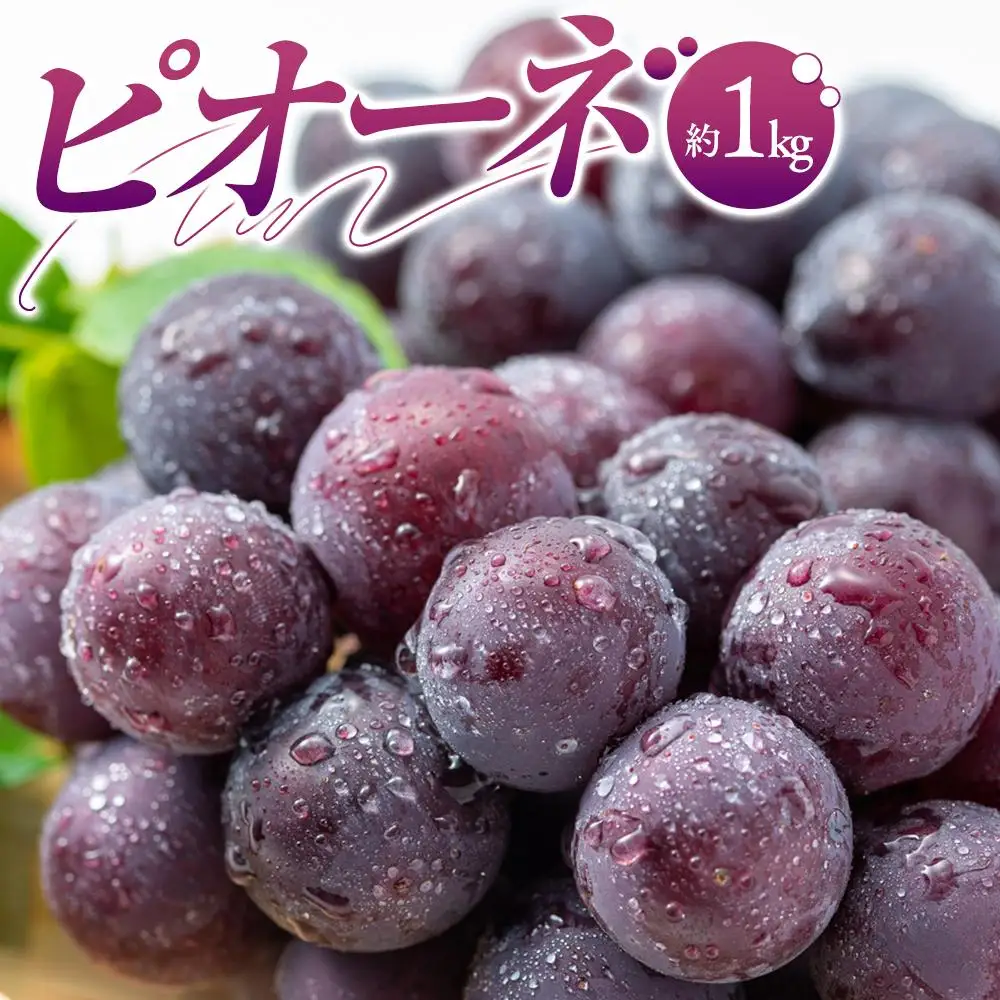 ピオーネ 約 1kg ぶどう 【2026-7月中旬～2026-9月下旬配送】