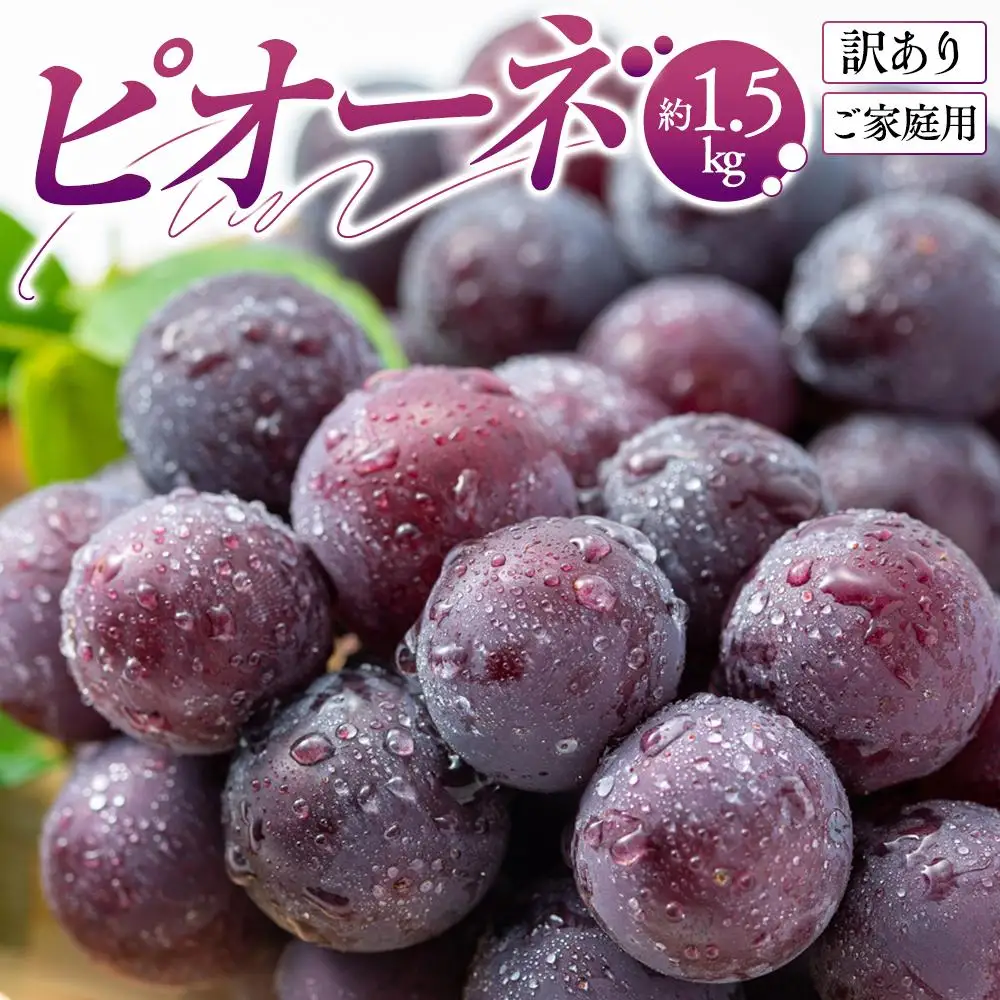 訳あり ご家庭用 ピオーネ 約1.5kg【2026-8月中旬～2026-9月下旬配送】