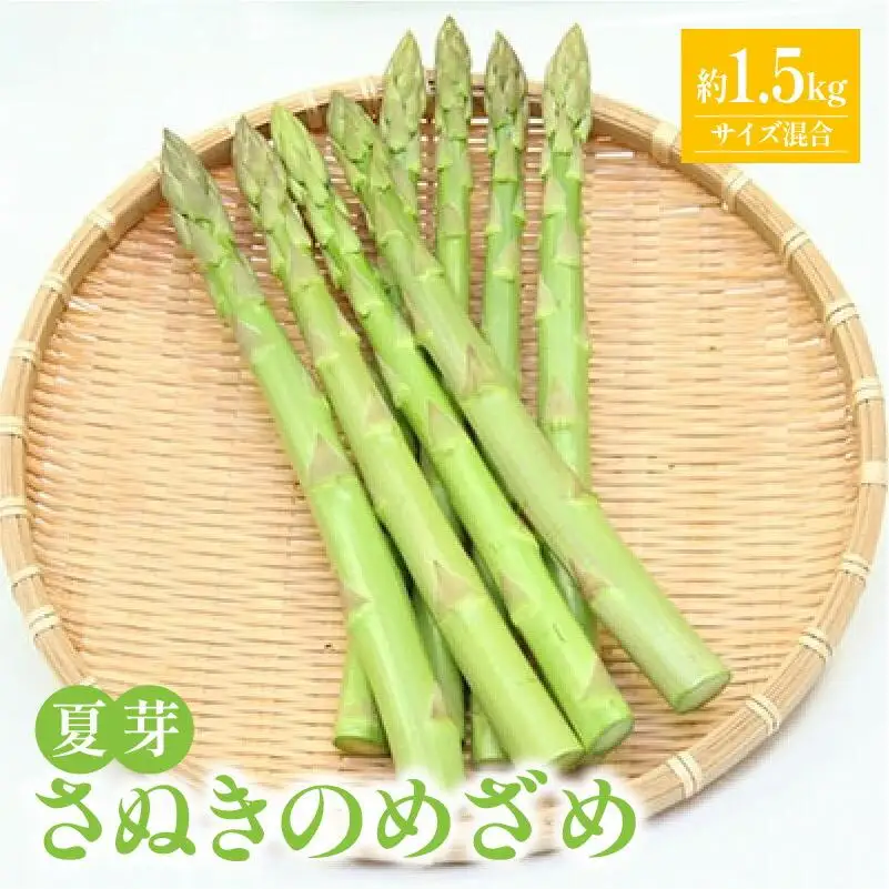 さぬきのめざめ 夏芽 ( サイズ 混合 ) 約1.5kg アスパラガス【2026-5月上旬～2026-11月上旬配送】