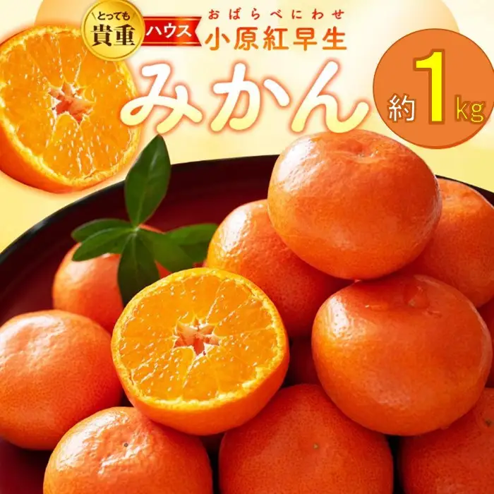とっても貴重　ハウス小原紅早生みかん　約1kg【2026年6月中旬～2026年8月上旬配送】