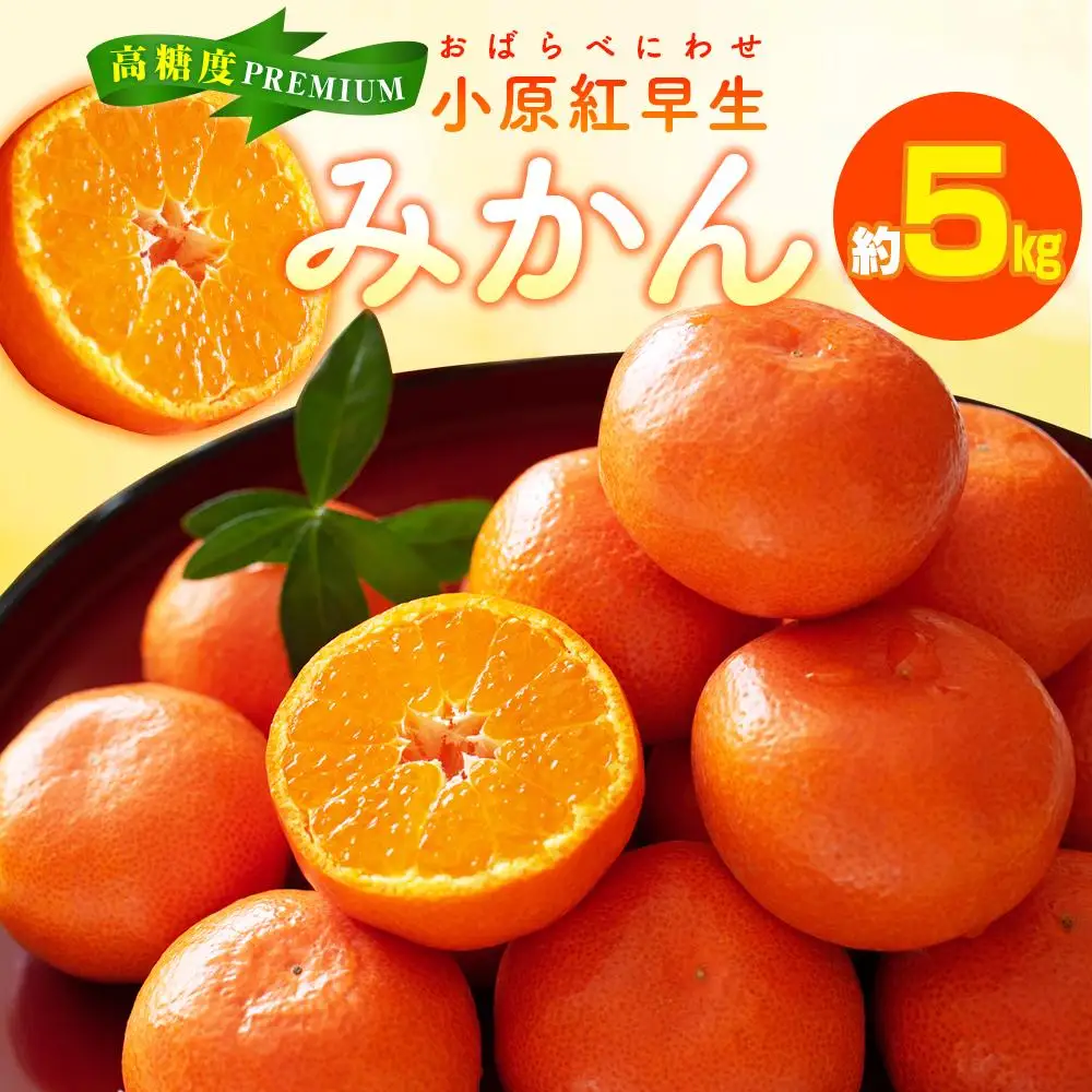 高糖度　プレミアム小原紅早生みかん　約5kg【2026年11月中旬～2027年1月中旬配送】
