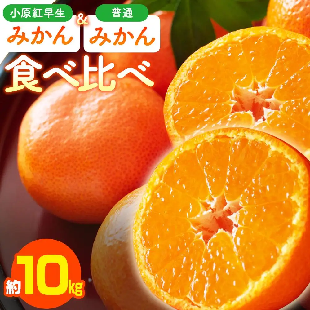 小原紅早生みかん・普通みかん　食べ比べ　約10kg【2026年11月中旬～2027年1月中旬配送】