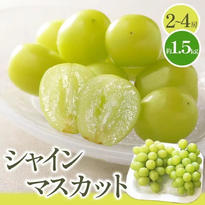 シャインマスカット 約 1.5kg  【2026-8月下旬～2026-9月下旬配送】