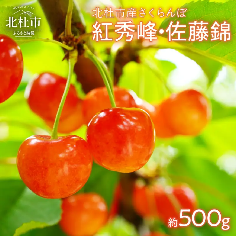 【2026年発送】大粒 さくらんぼ 500g　さくらんぼ 佐藤錦 紅秀峰 [h052]