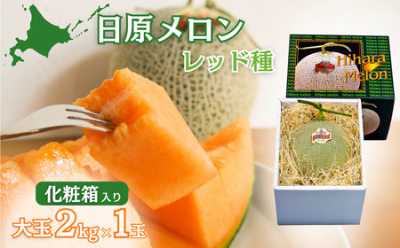 大玉「日原メロン（レッド種）」（2.0kg相当×1玉 北海道産）カラー化粧箱入り