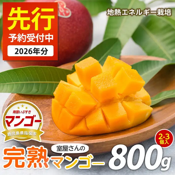 【2026年発送】完熟 指宿産 マンゴー 約800g 前後 2～3個入 中園久太郎商店 IB016-001 マンゴー フルーツ 果物