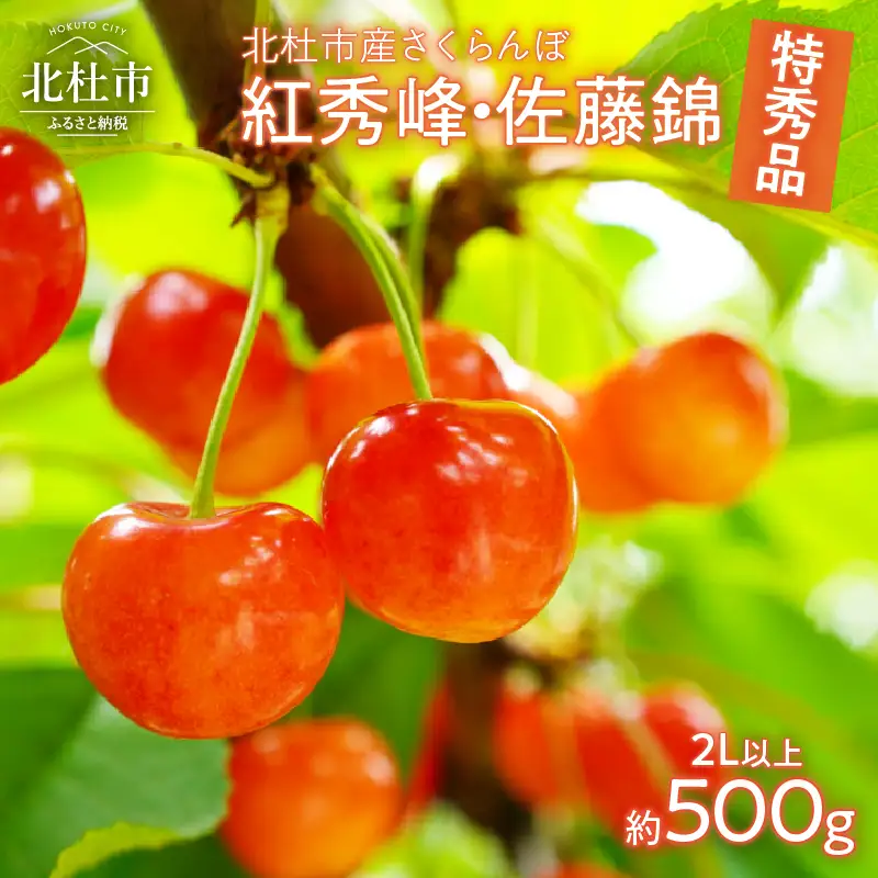 【2026年先行予約】さくらんぼ 500g（特秀品・2L 以上）　さくらんぼ 佐藤錦 紅秀峰 [h052]