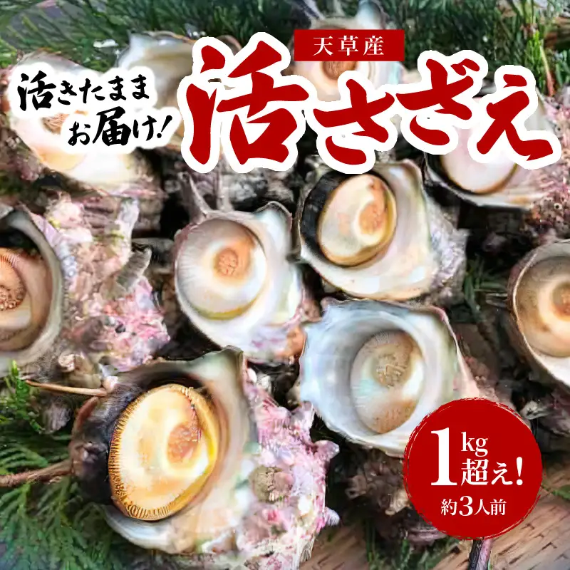 S002-018A_活さざえ　1kg超え！　約3人前