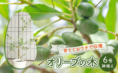 鉢植え 苗木 オリーブの木 6号 オリーブ 高さ約60～80cm 植物 ガーデン ガーデニング 