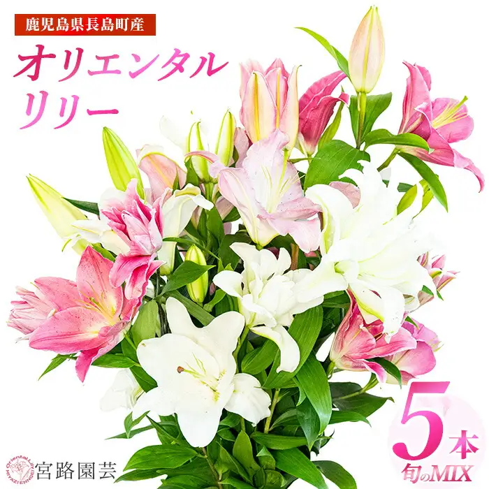 オリエンタルリリー（ユリ）旬のミックス 5本 ユリ 花 ユリの花 百合 ゆり 生花 切花 切り花 【宮路園芸】miyaji-7004