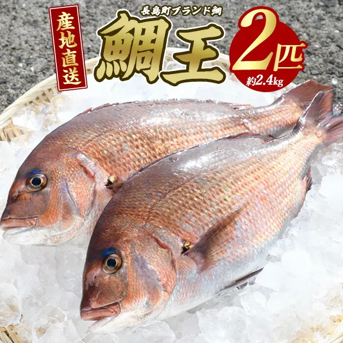 長島町特産「鯛王」(2匹・約2.4kg) 産地直送 新鮮 旨味が抜群の 長島町 特産品 ブランド 真鯛 をまるごと 一匹 楽しめる 刺身 鯛めし 鯛茶漬け 鯛しゃぶ 鯛刺身 鮮魚 冷蔵 【JFA】jfa-7144