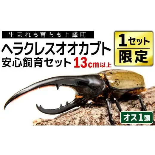 【1セット限定！】完璧育成！上峰町産「ヘラクレスオオカブト」 N-95