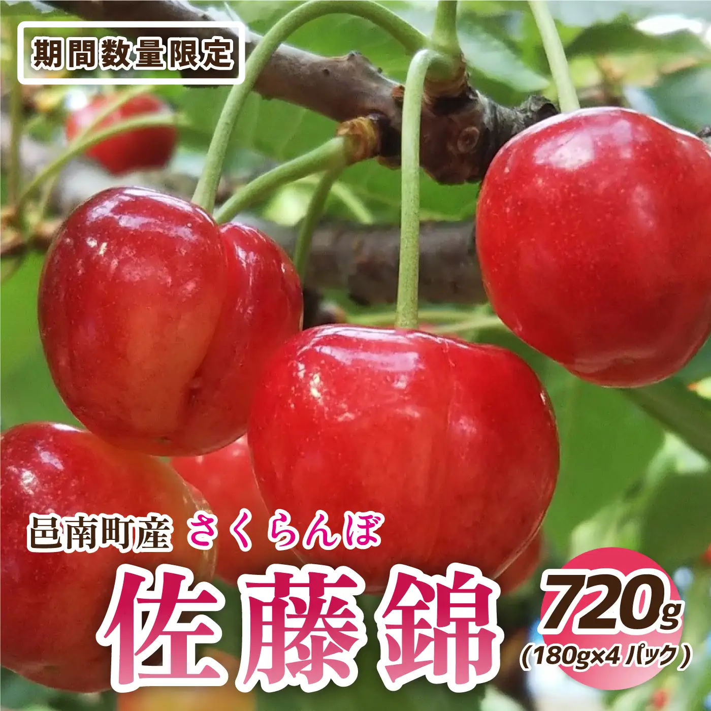 【先行予約】邑南のさくらんぼ（佐藤錦）720g