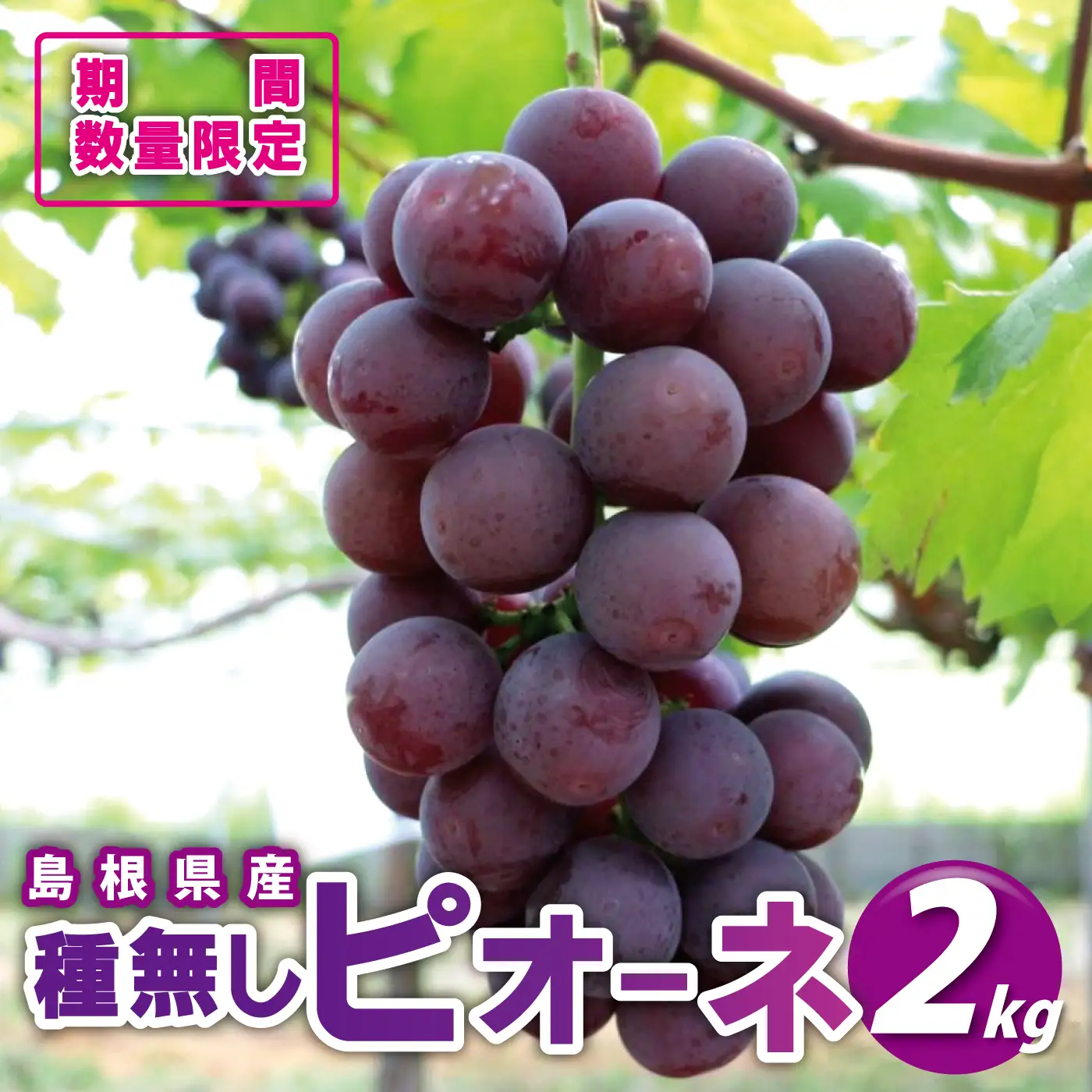 先行予約【糖度18度以上！】種無しピオーネ約2kg  9月中旬よりお届け