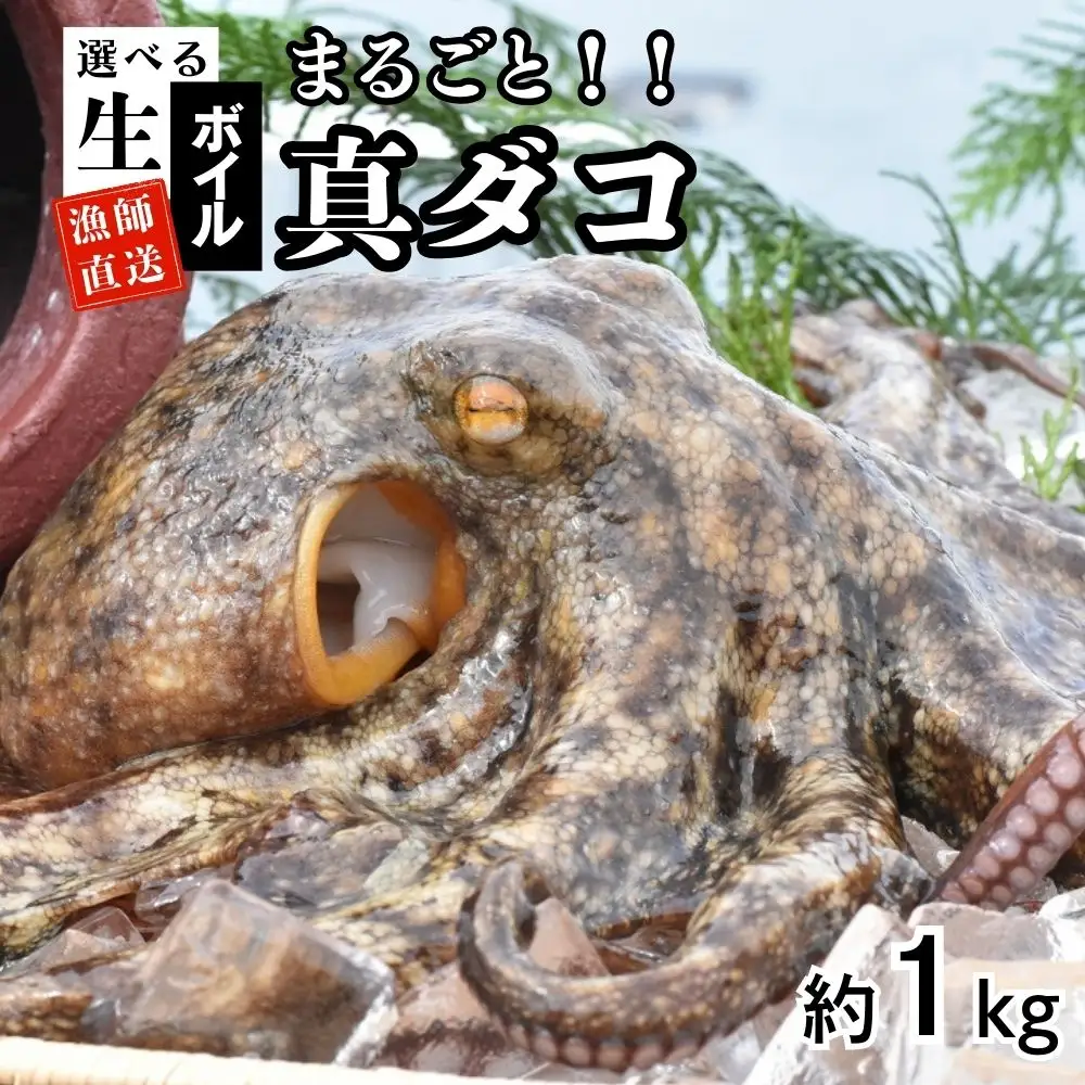船上活締め！！生真ダコ丸ごと(1~4匹)【下処理済】 | 豊後高田市 タコ 蛸 たこ