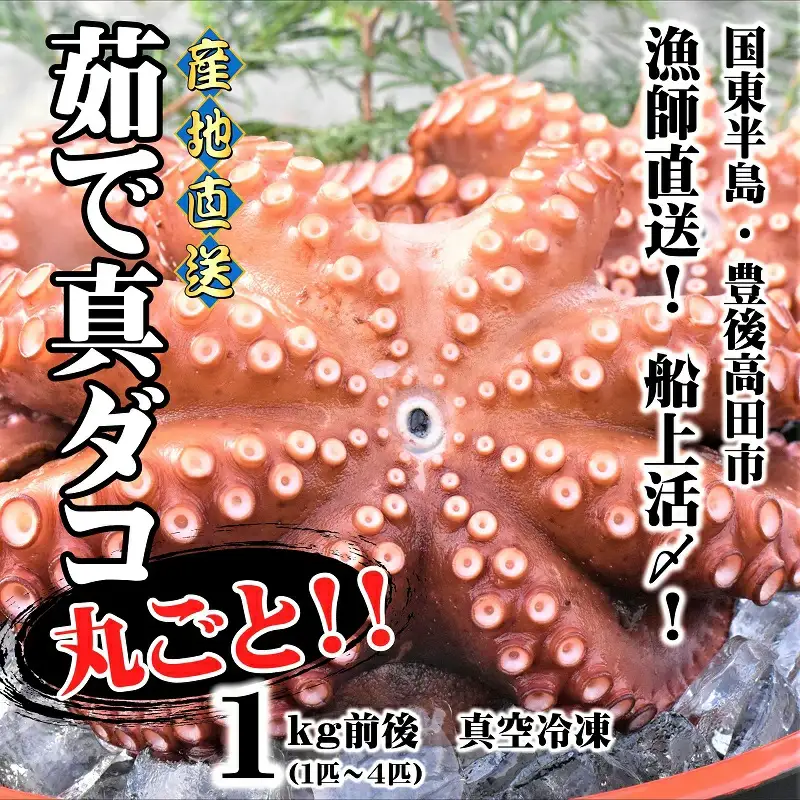 船上活締め！！ゆで真ダコ丸ごと(1~4匹) | 豊後高田市 タコ 蛸 たこ