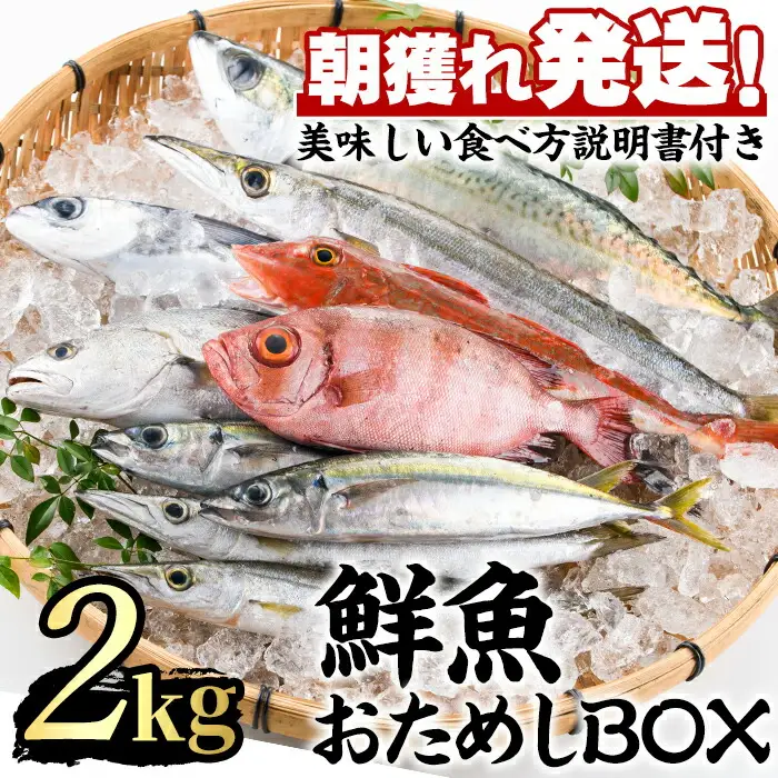 【0153201a】朝獲れ発送！鮮魚問屋が厳選した『鮮魚おためしBOX』(約2kg程度)魚 魚介類 鮮魚 海鮮 詰め合わせ セット 刺身 天ぷら 煮つけ 塩焼き【江川商店】