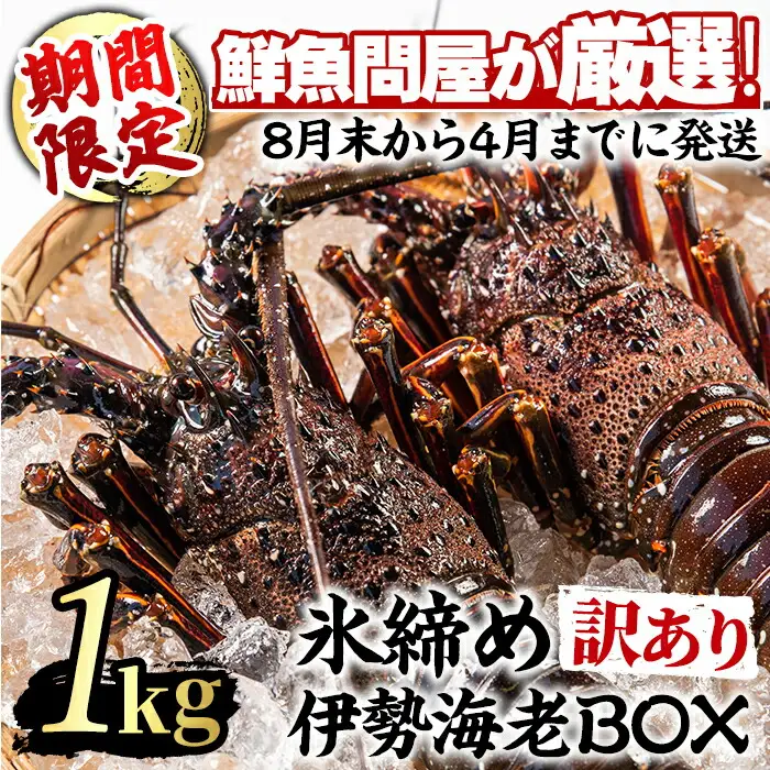 伊勢海老 ＜訳あり＞ 氷締め 2尾 総量1kg以上  伊勢海老 【江川商店】 【0343207a】