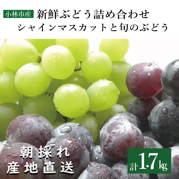 【産直もぎたて】シャインマスカットと旬のぶどう 1.7kg程度（果実 フルーツ ぶどう マスカット 2025 先行予約 人気 限定 宮崎 小林市）