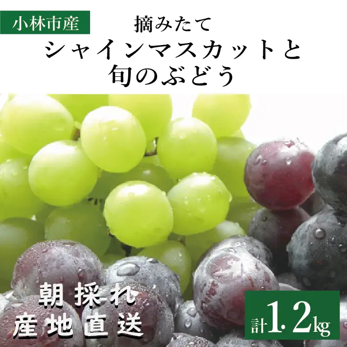 【 令和8年発送】摘みたてシャインマスカットと旬のぶどう 1.2㎏程度（国産 フルーツ 果物 くだもの ブドウ シャインマスカット 2026 先行受付 贈答用 限定）