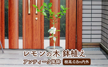 苗木 レモン レモンの木 鉢植え アンティーク風 鉢 27cm ※配送不可:北海道、沖縄、離島 