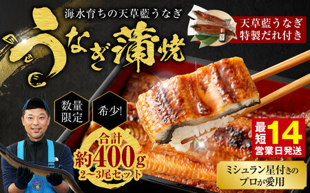 【ミシュラン星付きのプロが愛用】1日10セット限定！海水育ちの天草藍うなぎ 蒲焼き 2～3尾セット【合計約400g】数量限定!! 鰻 ウナギ うなぎ うなぎ蒲焼 鰻の蒲焼 うなぎ 国産 【2026年6月下旬より順次発送予定】