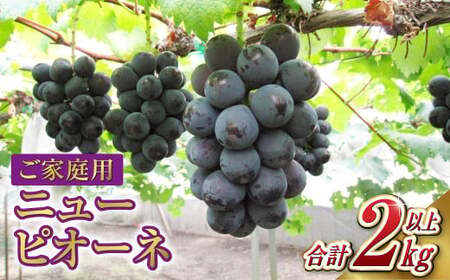 ご家庭用 ニュー ピオーネ 合計2kg以上【2026年7月下旬～9月下旬 発送予定】【産地直送 岡山県産 国産 ニューピオーネ ブドウ 葡萄 ぶどう 果物 たけまさぶどう園 人気フルーツ 岡山フルーツ おすすめフルーツ 岡山県 倉敷市 おすすめ 人気