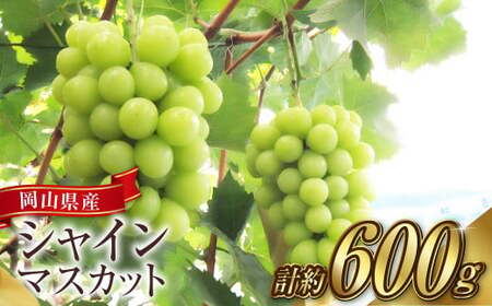 シャインマスカット 1房（1房 600g前後）【2026年9月上旬～10月下旬 発送予定】【産地直送 岡山県産 国産 シャインマスカット ブドウ 葡萄 ぶどう 果物 ギフト たけまさぶどう園 人気フルーツ 岡山フルーツ おすすめフルーツ 岡山県 倉敷市 おすすめ 人気】