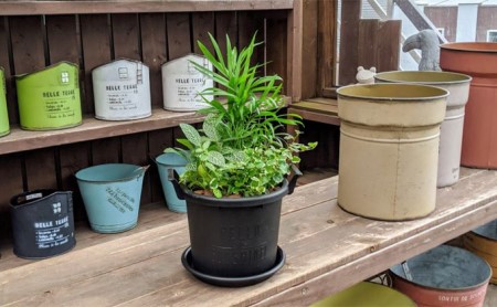 観葉植物3種類の寄せ植え 1鉢（受皿付き） |    