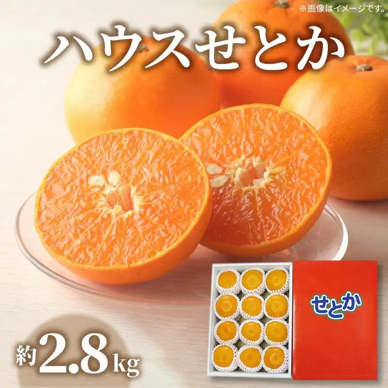 ハウスせとか　約2.8kg【2027年1月下旬～2027年2月下旬配送】