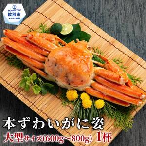 12-334 本ずわいがに姿 大型サイズ1杯 約600～800g
