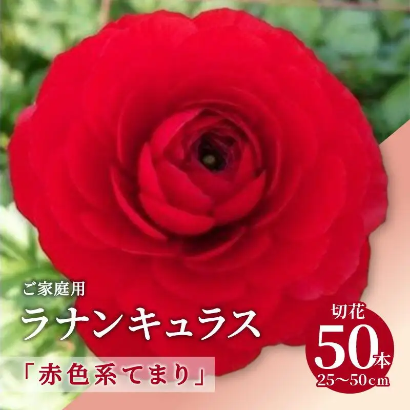 ご家庭用 ラナンキュラス「赤色系てまり」切花50本(長さ25～50cm)【2027年2月中旬～2027年3月下旬配送】