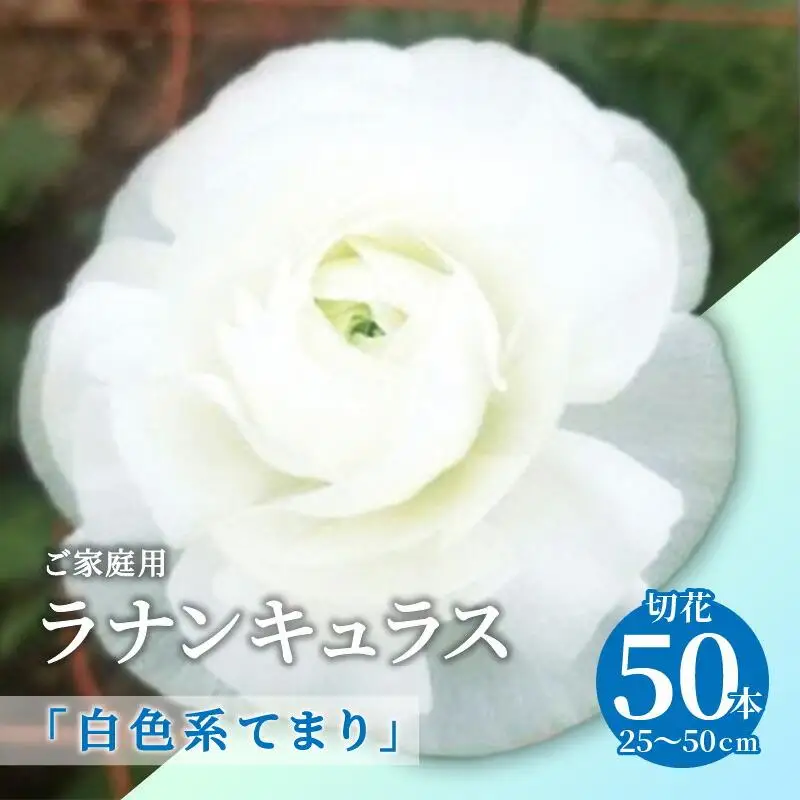 ご家庭用 ラナンキュラス「白色系てまり」切花50本(長さ25～50cm)【2027年2月中旬～2027年4月上旬配送】