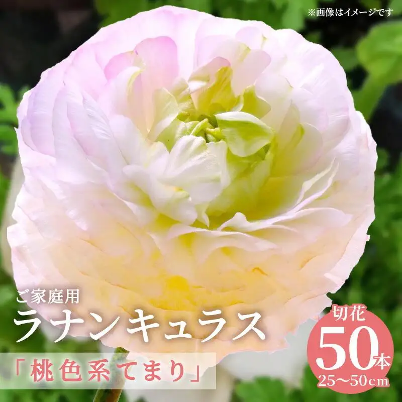 ご家庭用 ラナンキュラス「桃色系てまり」切花 切花50本(長さ25～50cm)【2027-1月中旬～2027-4月上旬配送】