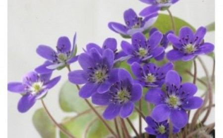 【先行予約・数量限定】春を告げる雪割草 3株（160型プラ鉢入・ プレート1枚付）[ZB227]