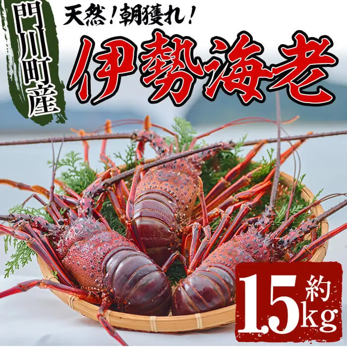 ＜数量限定＞天然！門川町産活き伊勢海老(計1.5kg・約2～6尾)エビ えび 刺身 魚介 海鮮 朝獲れ 国産【O-6】【門川漁業協同組合】