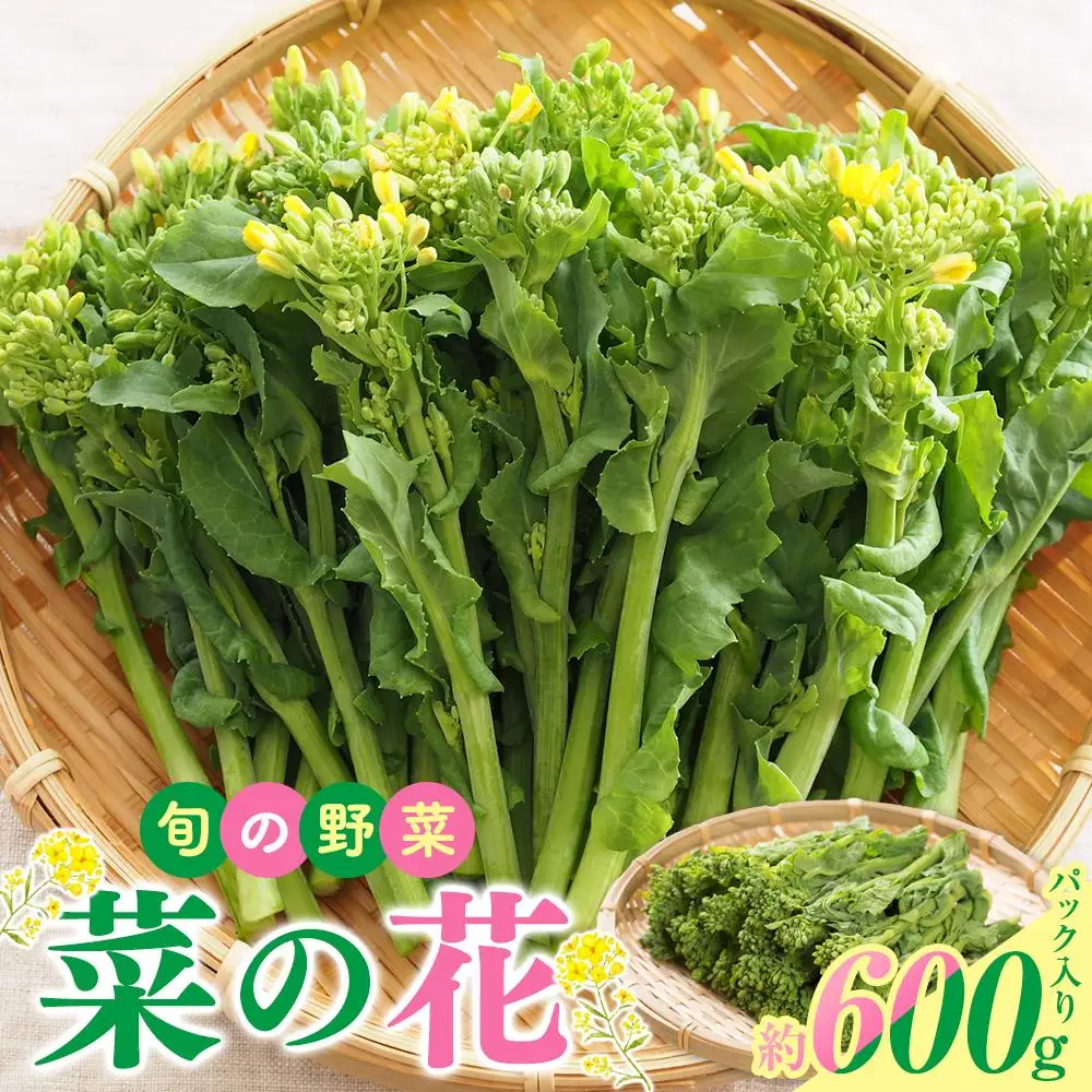 旬の野菜 菜の花 (パック入り) 約600g【2026-12月上旬～2027-3月下旬配送】