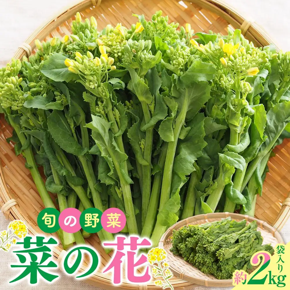 旬の野菜 菜の花 (袋入り) 約2kg【2026-12月上旬～2027-3月下旬配送】