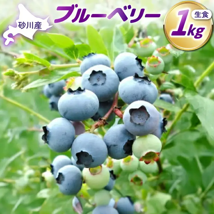〈先行予約〉 生食 ブルーベリー 1kg [ノーザン・ベリーズ 北海道 砂川市 12260529]