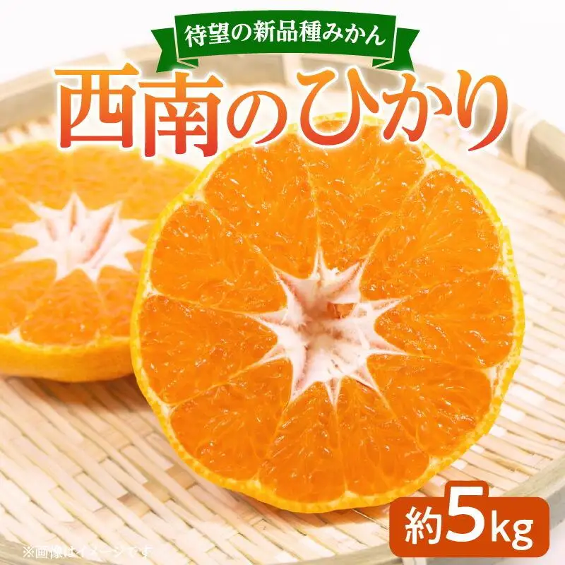 待望の新品種みかん　西南のひかり　約5kg【2026年12月上旬～2027年1月上旬配送】