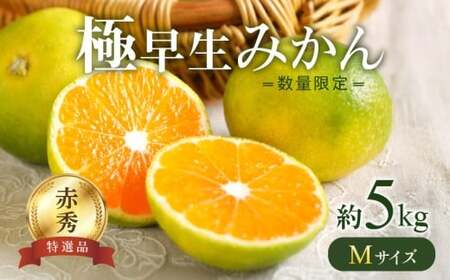 BF6037n_【2026年先行予約】 極早生みかん 5kg 赤秀 Мサイズ【ミカン 蜜柑 柑橘 温州みかん 有田みかん 贈答 ギフト わせみかん 和歌山】