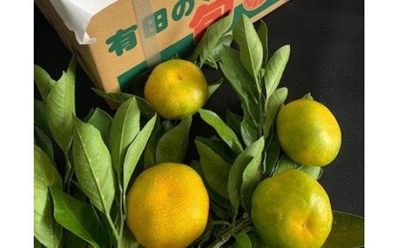 BF6042n_【2026年先行予約】ゆら早生みかん 5kg 赤秀 Мサイズ