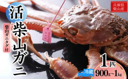 【先行予約】柴山産 活 タグ付 柴山がに 生 900g ～ 1kg 1匹 冷蔵 【令和8年11月中旬以降発送予定】 かに カニ 37-08