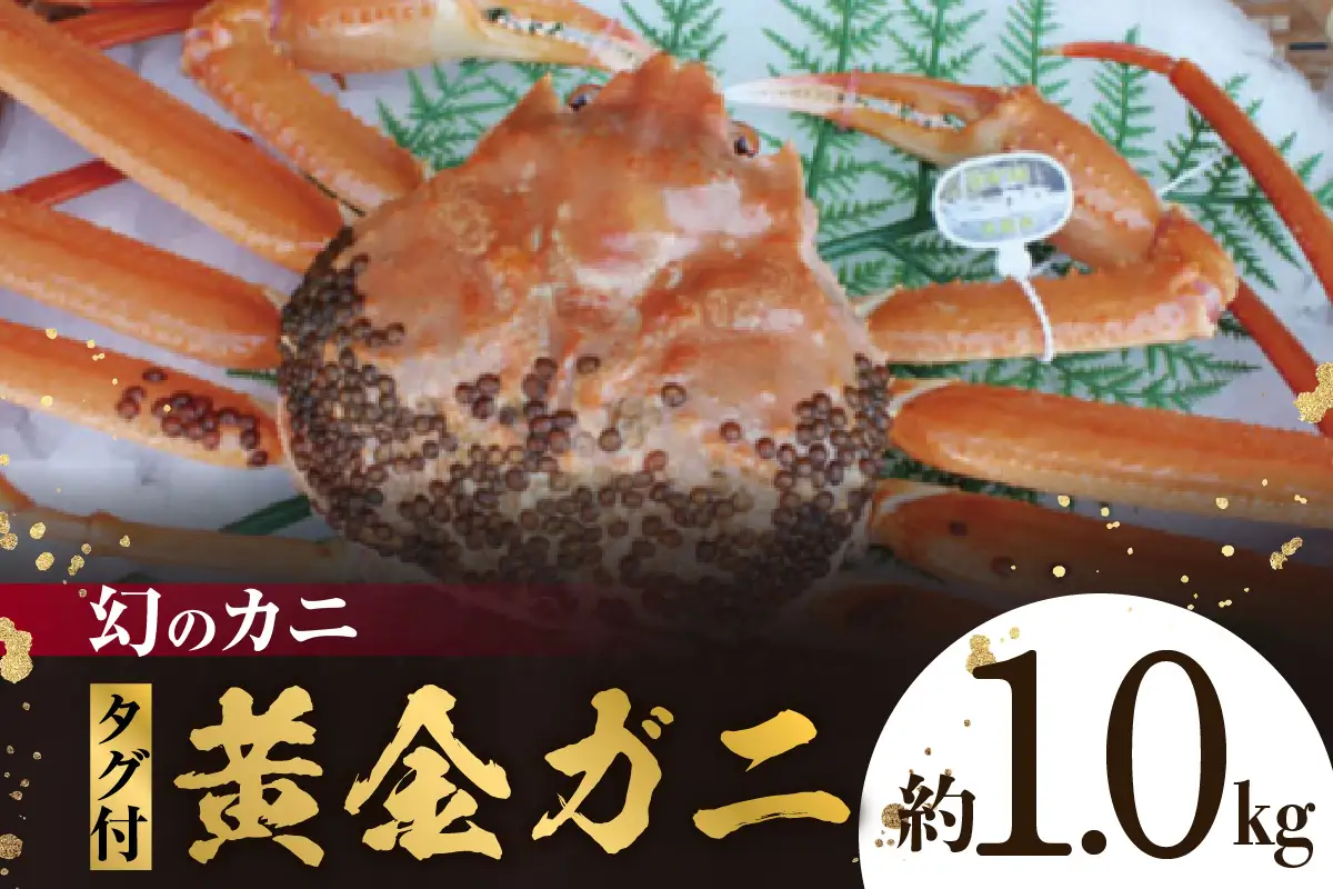 幻のカニ 兵庫県香住産 タグ付き 活黄金ガニ 約1.0kg【令和8年11月中旬以降発送予定】かに 07-39