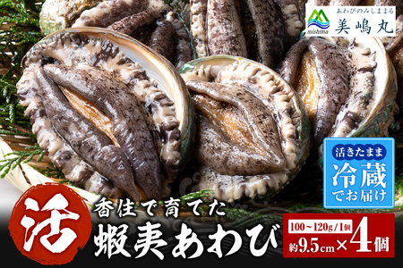 高評価☆4.8 活あわび 9.5cm×4枚 400g～480g (1個100～120g） 発送目安 入金確認後1ヶ月以内 20-03