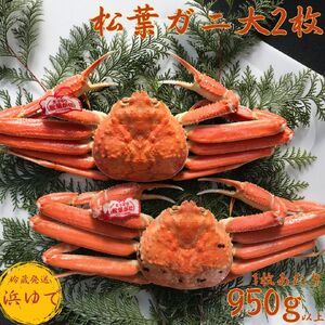 松葉ガニ 浜ゆで 950g以上 2枚 特大 タグ付き 蟹 かに 松葉蟹 浜下商店 | 52M