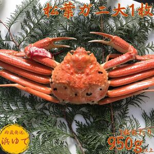 松葉ガニ 浜ゆで 950g以上 1枚 特大 タグ付き 蟹 かに 松葉蟹 浜下商店 | 53M