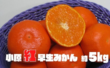 小原紅早生みかん　約5kg 果物類 柑橘類 フルーツ 