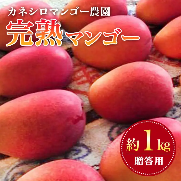 【 先行予約 2026年 発送】カネシロマンゴー農園 完熟マンゴー 贈答用 マンゴー 1kg 沖縄県産 マンゴー アップルマンゴー アーウィンマンゴー 国産 完熟マンゴー 果物 くだもの フルーツ 完熟 夏 旬 特産品 沖縄 お取り寄せ ギフト 甘い 糸満市 19-2